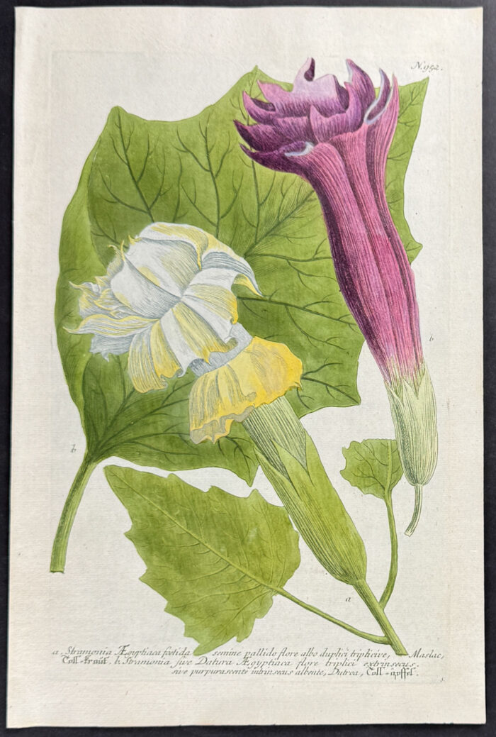 Jimsonweed