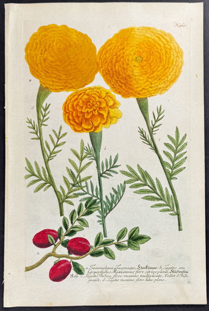 Marigold
