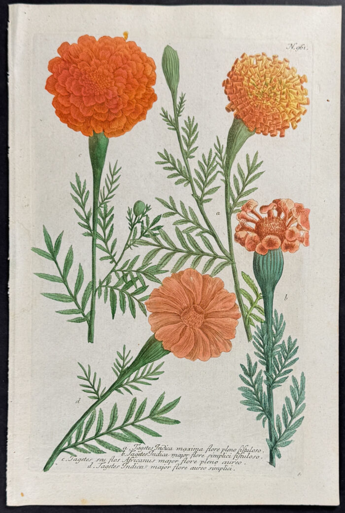 Marigold