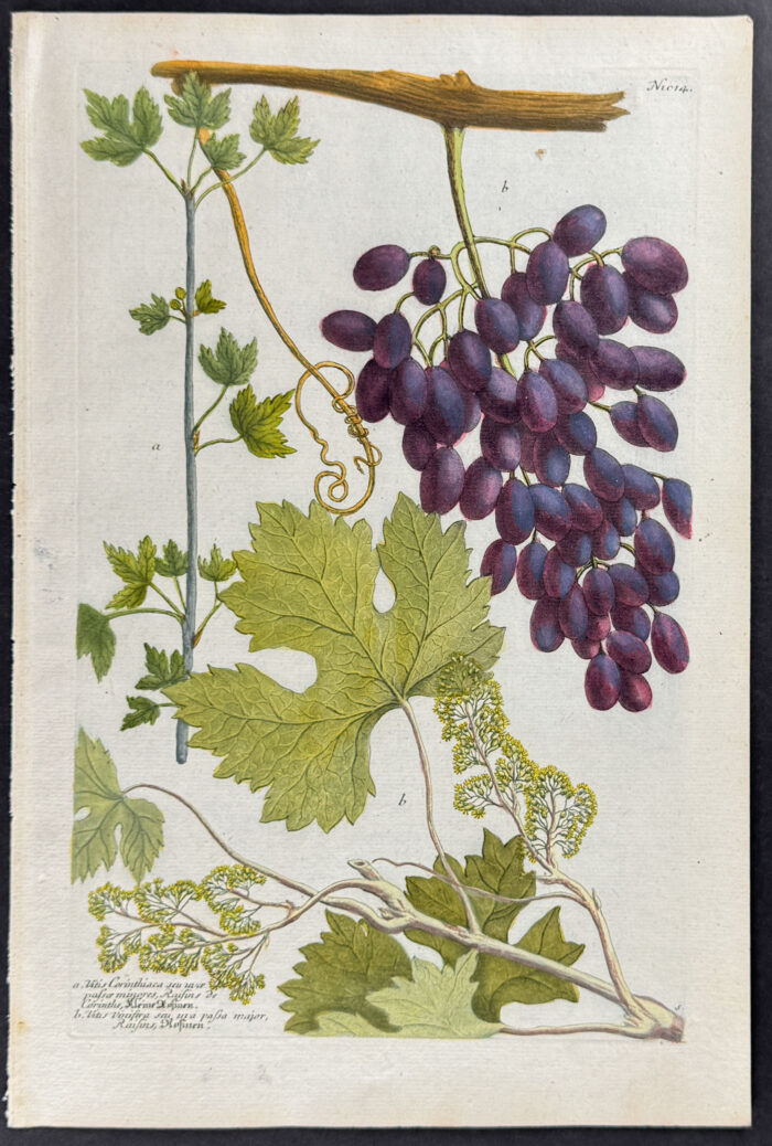 Grapes