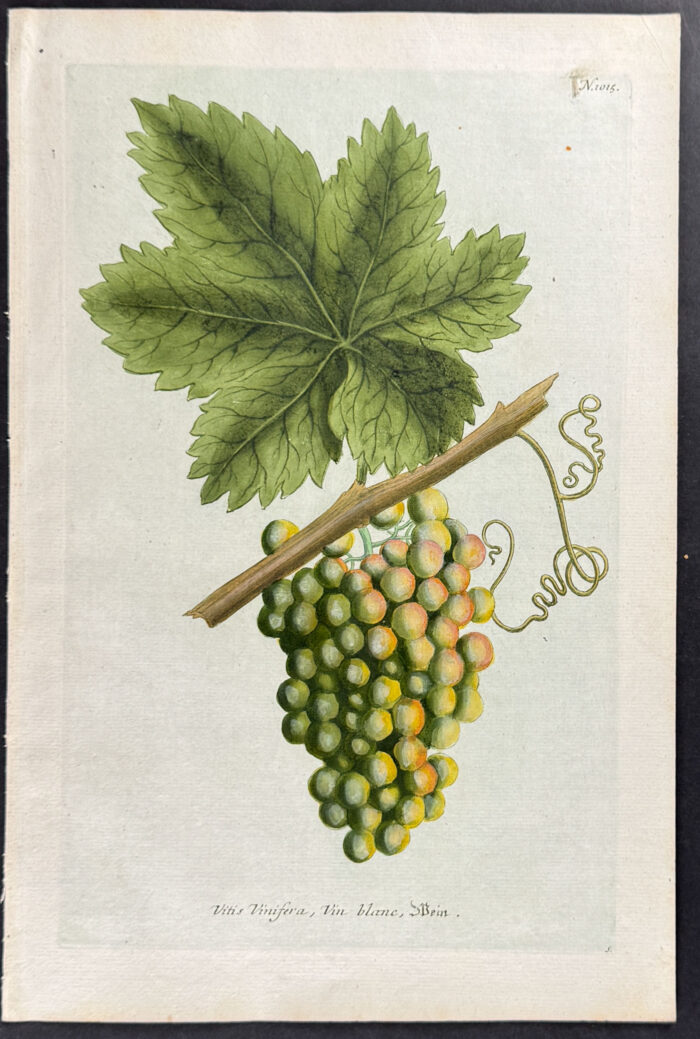 Grapes