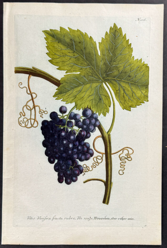 Grapes