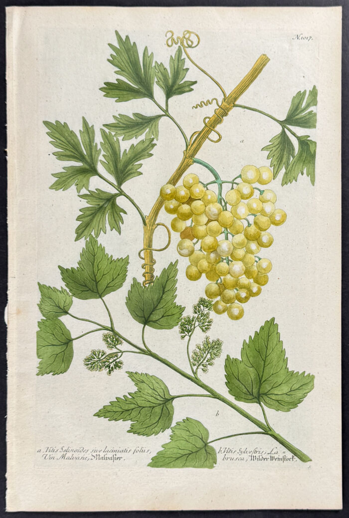 Grapes
