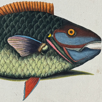 Catesby