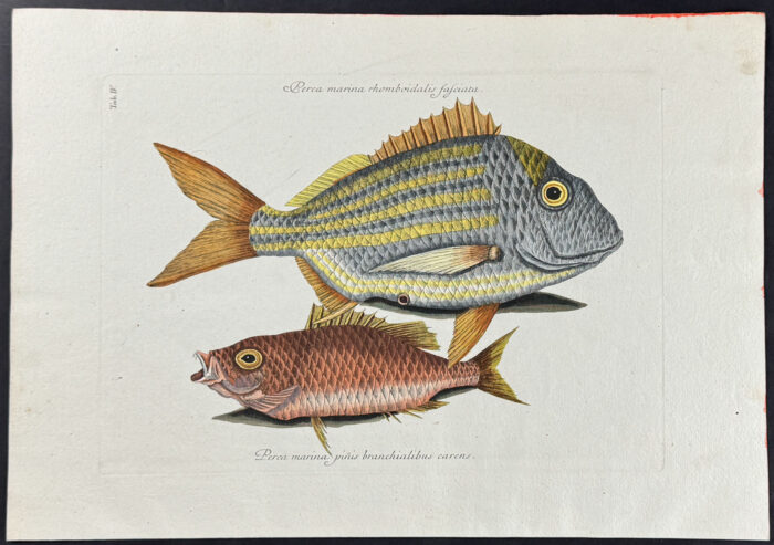 Pork Fish & Schoolmaster
