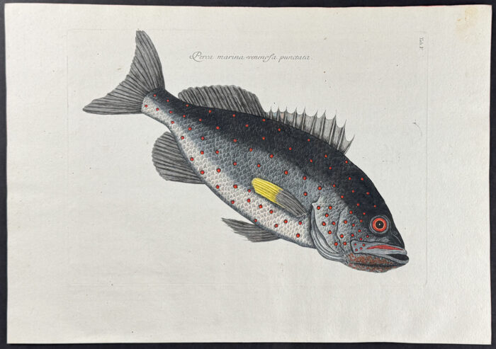 Rock Fish
