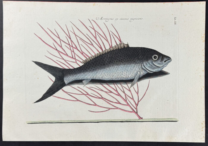 Bone Fish with Sea Feather