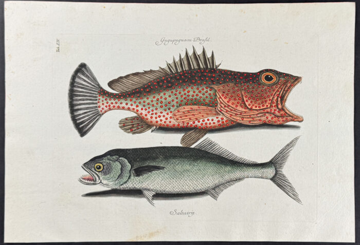 Hind & Skipjack