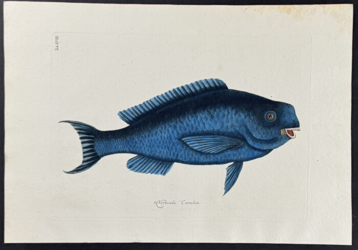 Blue Fish