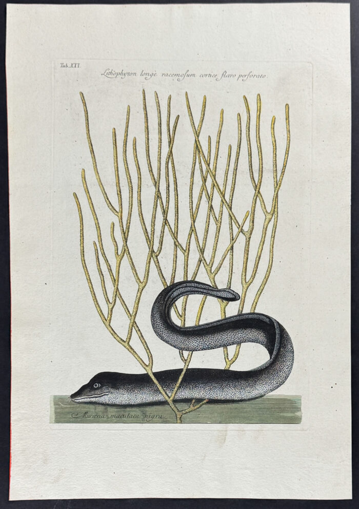 Black Muray (Eel) with Yellow Coral