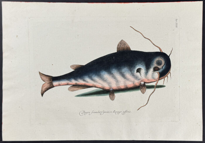 Cat Fish