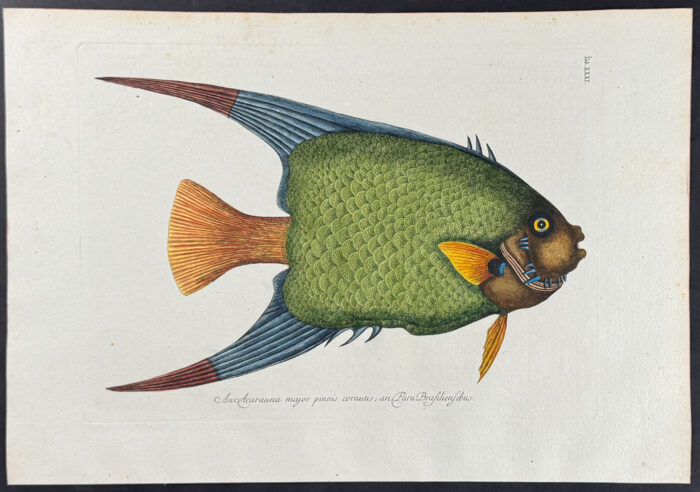 Green Gar Fish with Water Primrose