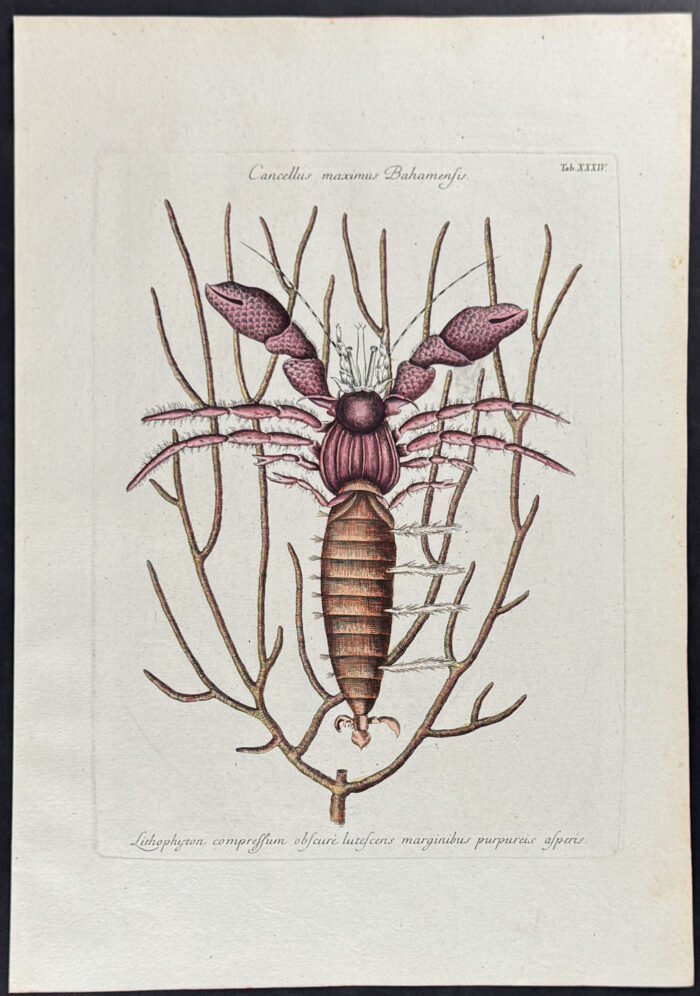 Sea Hermit Crab with Gorgonian
