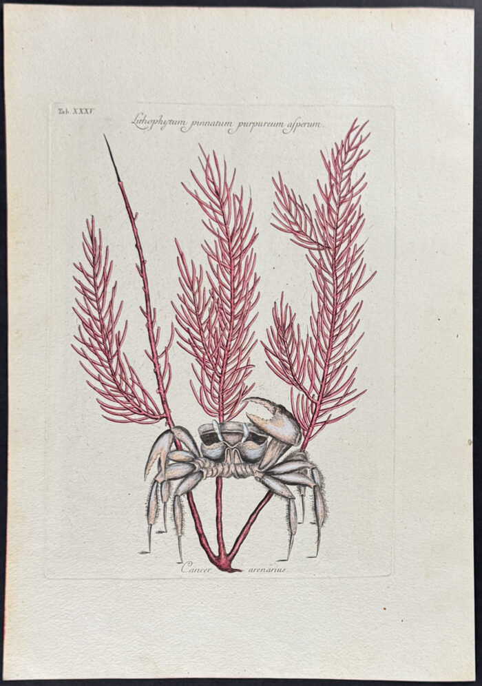 Sand Crab with Gorgonian