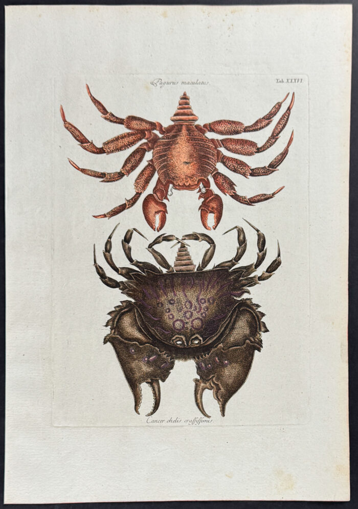 Red Mottled Rock Crab & Rough Shelled Crab