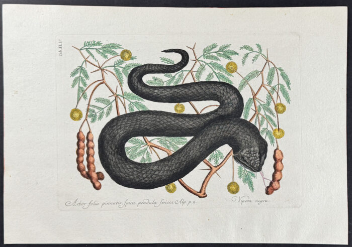 Black Viper or Water Moccasin with Bahaman Legume