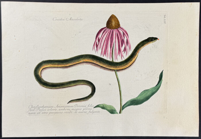 Glass Snake with Cone Flower