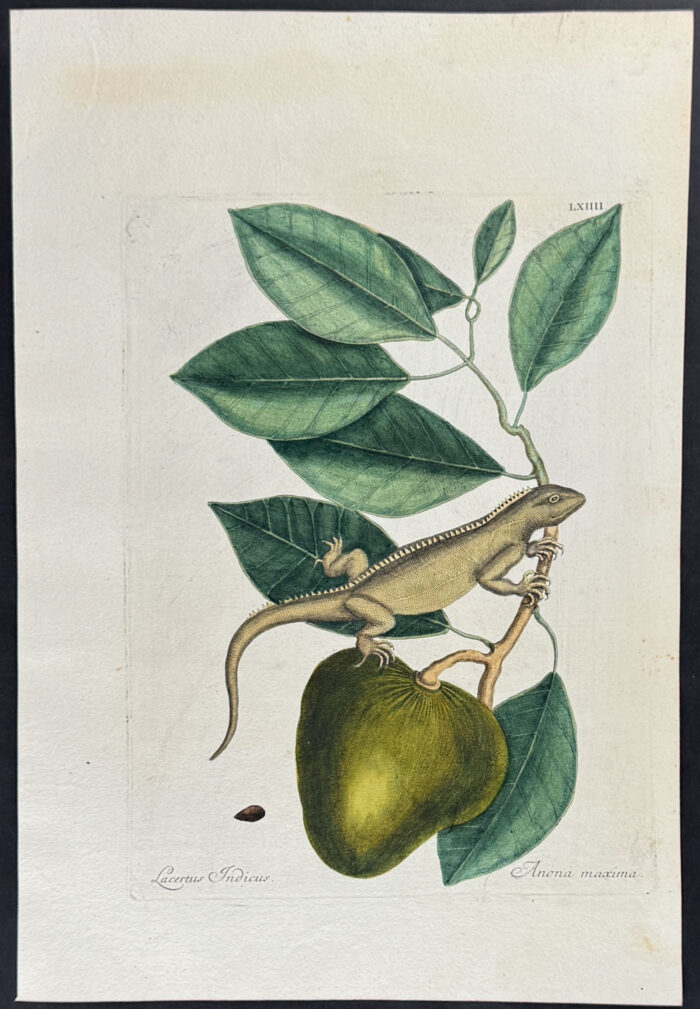 Guana (Iguana) with Pond Apple