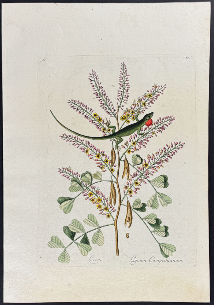 Green Lizard of Jamaica with Logwood