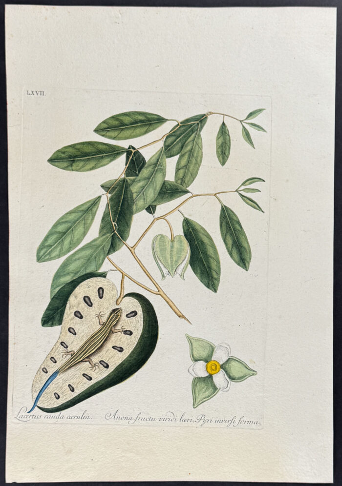 Blue-Tailed Lizard with Cherimoya