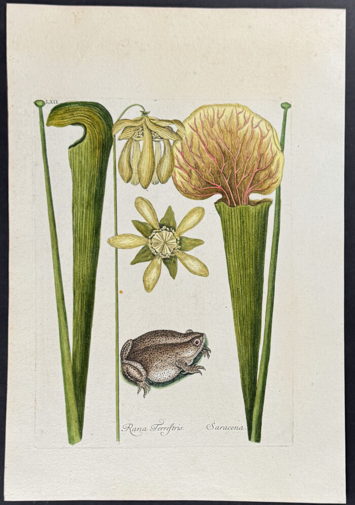 Land Frog (Southern Toad) with Yellow Pitcher Plant (Carnivorous)