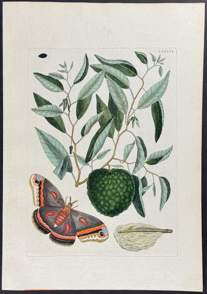 Cecropia Moth with Custard Apple