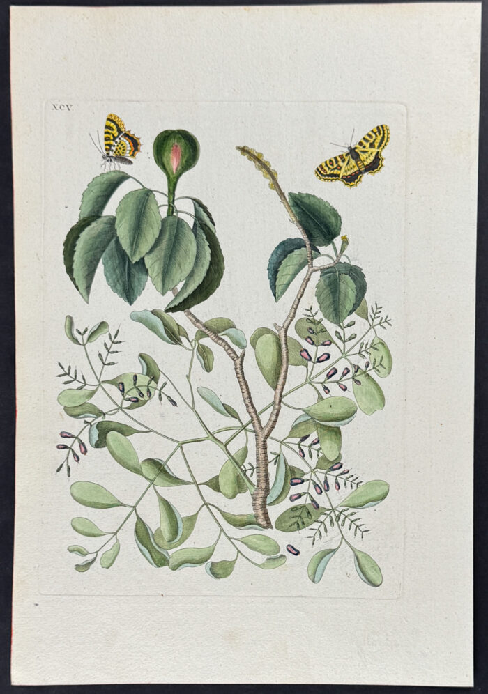 Mancaneel Tree with two Butterflies