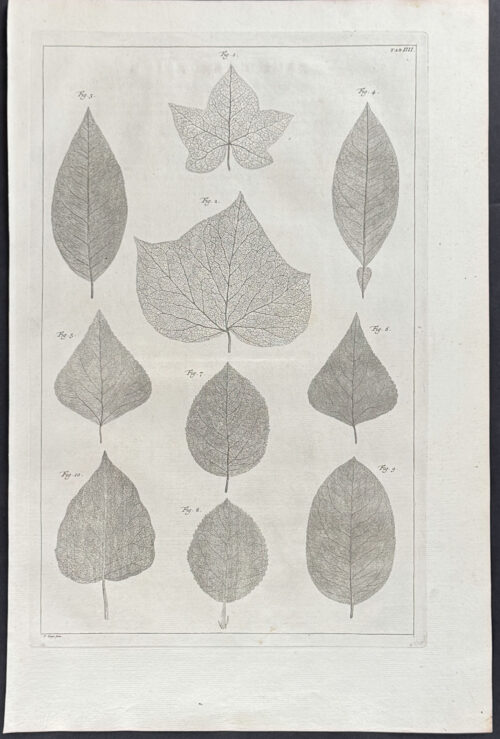 Leaves