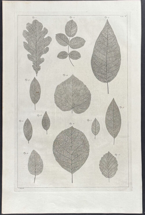 Leaves