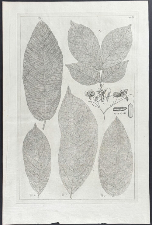 Leaves