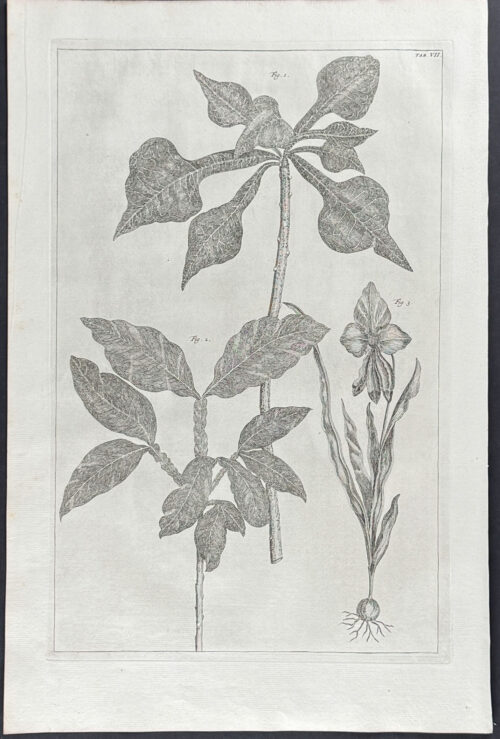 Flower, Plant