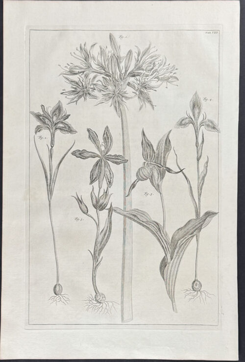 Iris, Lady's Slipper Orchid, Lily