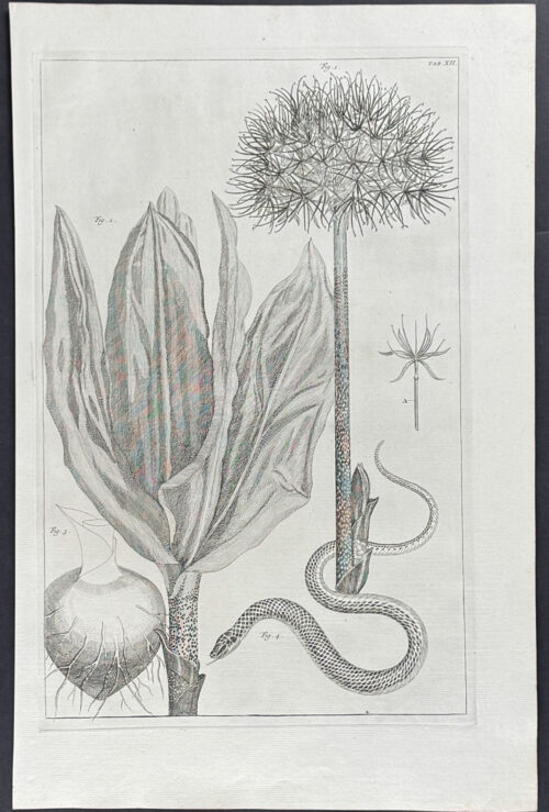 Blood Lily or Hermanthus & Snake