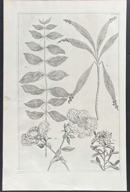 Fruit Blossom & Plants