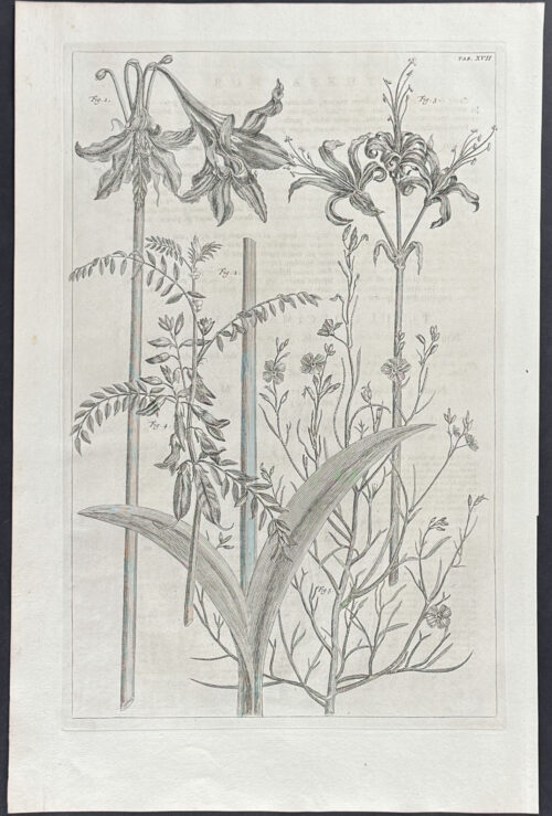 Amaryllis, Plants