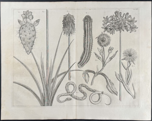 Cactus, Lily, Snake