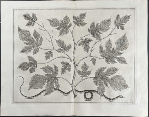 Fig Leaves & Snake