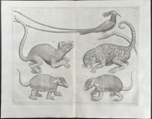 Armadillo, Rodent, Wild Cat, & Long-tailed Bird
