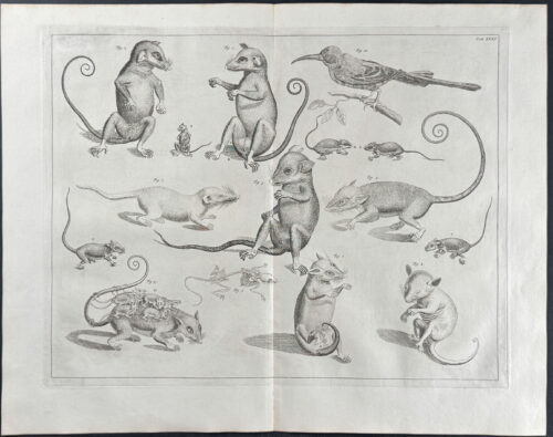Opossum, Marsupials