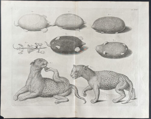 Jaguar or Wild Cat, Moles with Skeleton