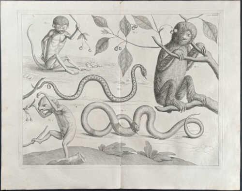Monkey, Primate, Sloth, Snakes, & Plants