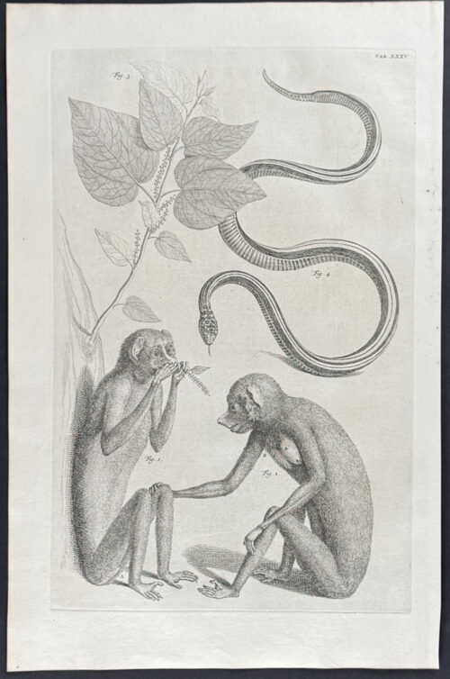 Monkeys or Primates, Snake, Tree Branch