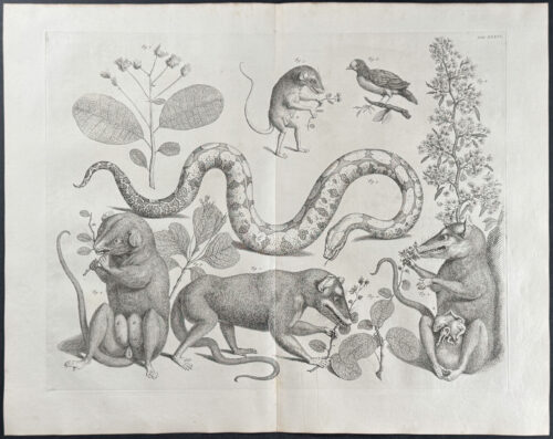 Opossum, Marsupials, Bird, Snake, Plants
