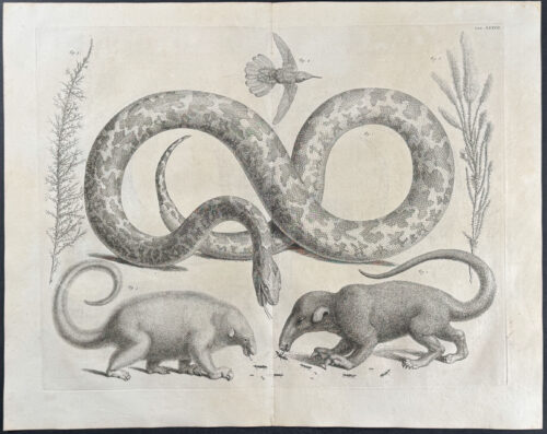 Anteater, Snake, Bird, Plants