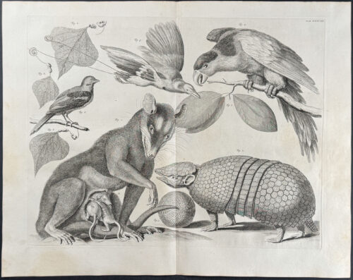 Armadillo, Marsupials, Parrot, Birds, Leaves