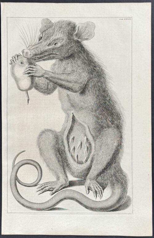 Marsupial eating Pear