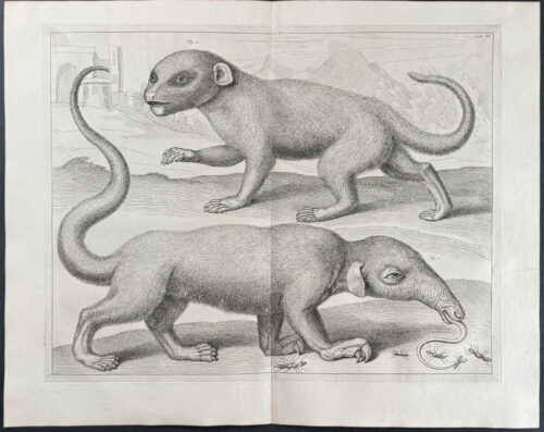 Anteater, Quadruped