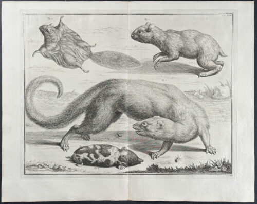 Ferret, Flying Squirrel, Mole, Insects