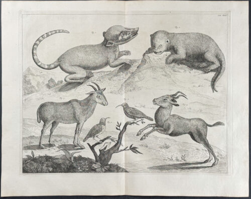 Goat, Gazelle, Quadrupeds, Birds