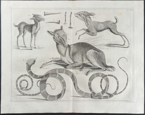 Deer, Snakes